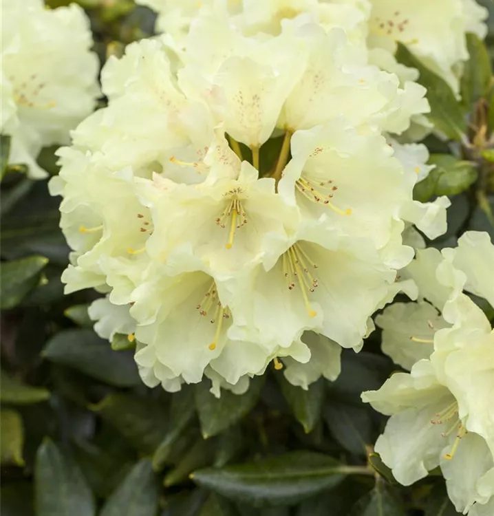 Kalktoleranter Rhododendron