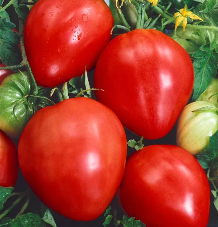Tomate 'Ochsenherz'