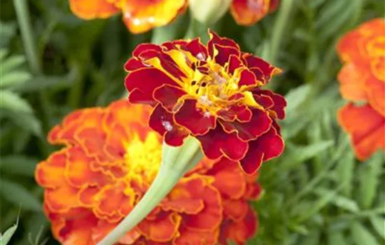 Niedrige Studentenblume