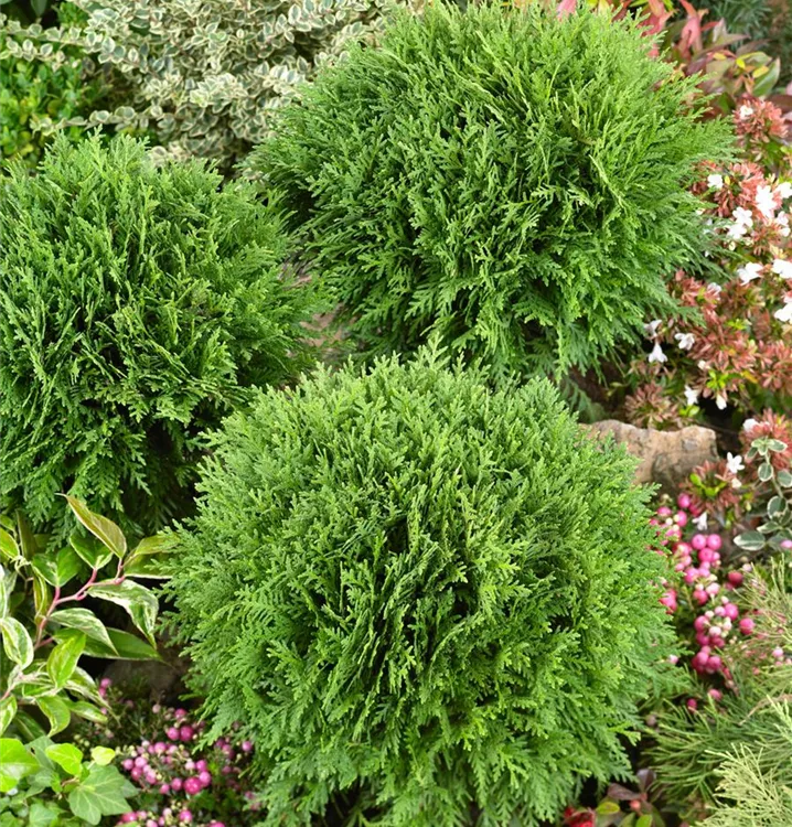 Lebensbaum 'Mecki'®