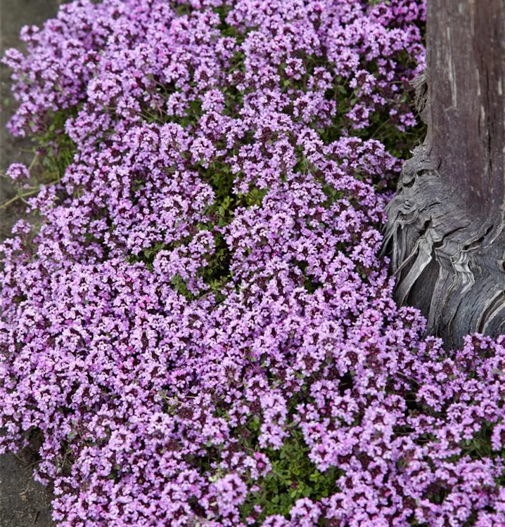 Thymus