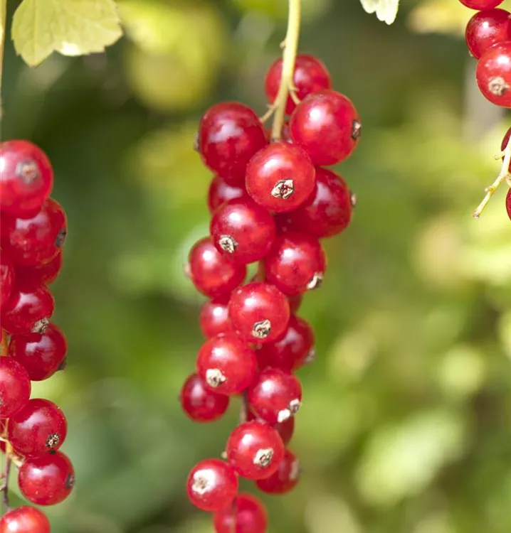 Ribes
