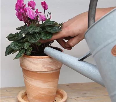 Alpenveilchen - Einpflanzen in ein Gefäß