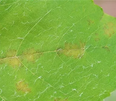 Falscher Mehltau an Wein Falscher Mehltau an Wein