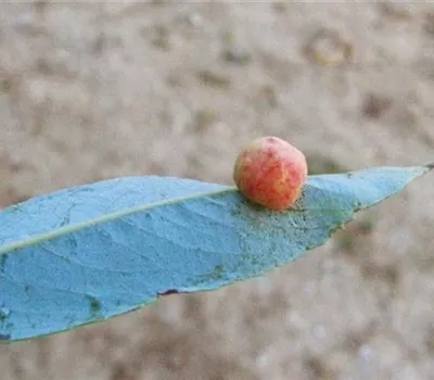 Gallwespen an Weiden