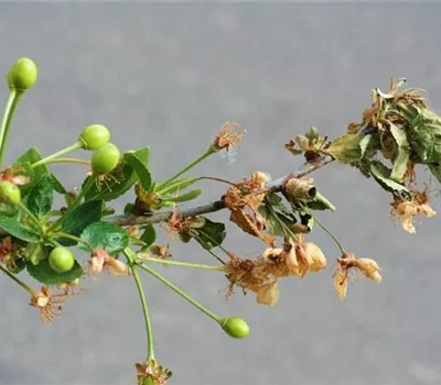 Monilia-Spitzendürrre an Sauerkirschen