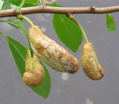 Narren- oder Taschenkrankheit