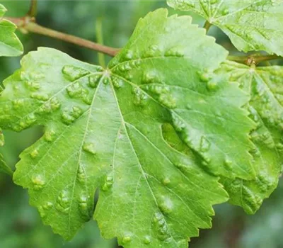 Rebenpockenmilbe an Wein Rebenpockenmilbe an Wein