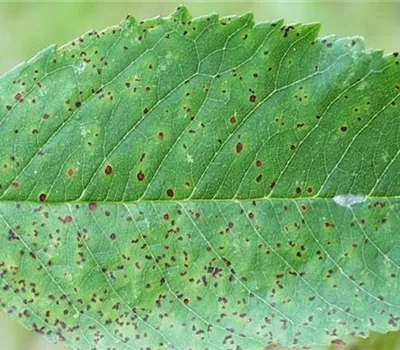 Sprühfleckenkrankheit bei Kirschen