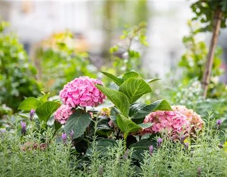 Bäume und Sträucher – eine attraktive Alternative zu Blumen