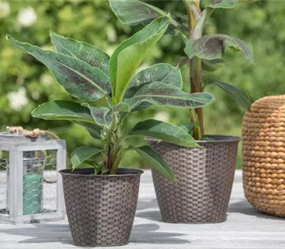 Die perfekten Kübelpflanzen – So wird die Terrasse bunt! Die perfekten Kübelpflanzen – So wird die Terrasse bunt!