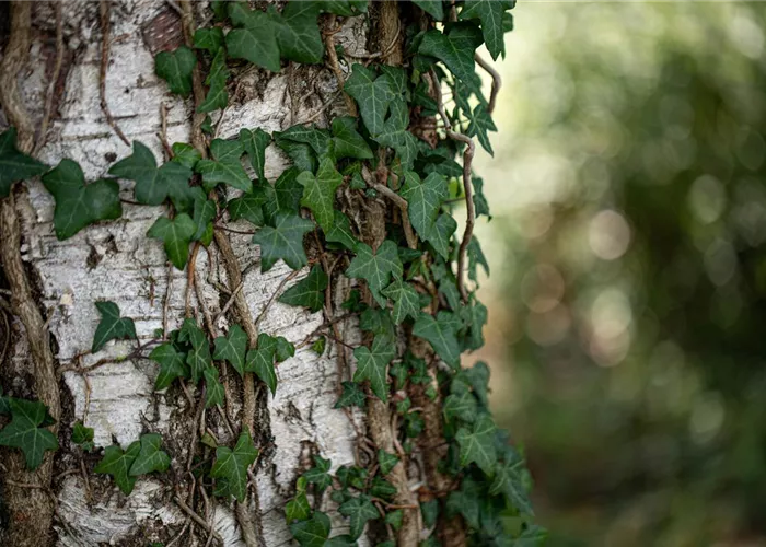 Kletterpflanzen für den Garten – die wollen hoch hinaus