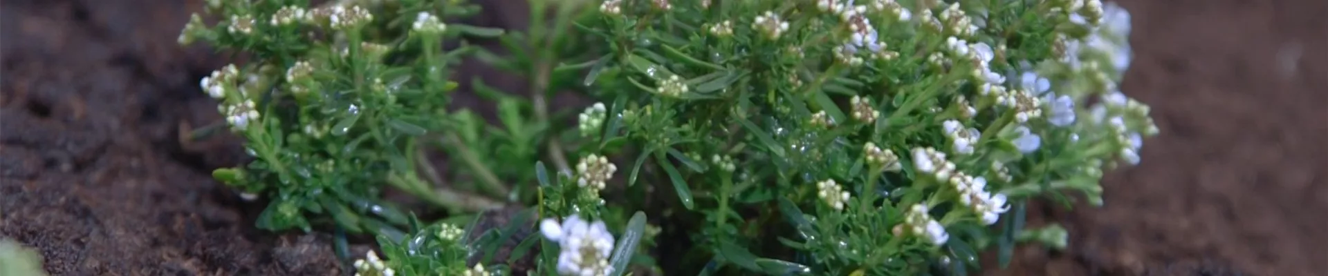 Schleifenblume - Einpflanzen im Garten (thumbnail).jpg