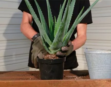 Aloe Vera - Umtopfen Aloe Vera - Umtopfen