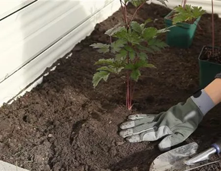 Silberkerze - Einpflanzen im Garten Silberkerze - Einpflanzen im Garten