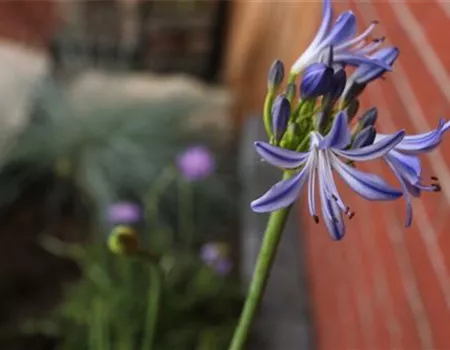 Afrikanische Schmucklilie - Einpflanzen im Garten Afrikanische Schmucklilie - Einpflanzen im Garten