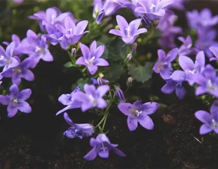 Dalmatiner Polster-Glockenblume - Einpflanzen im Garten Dalmatiner Polster-Glockenblume - Einpflanzen im Garten