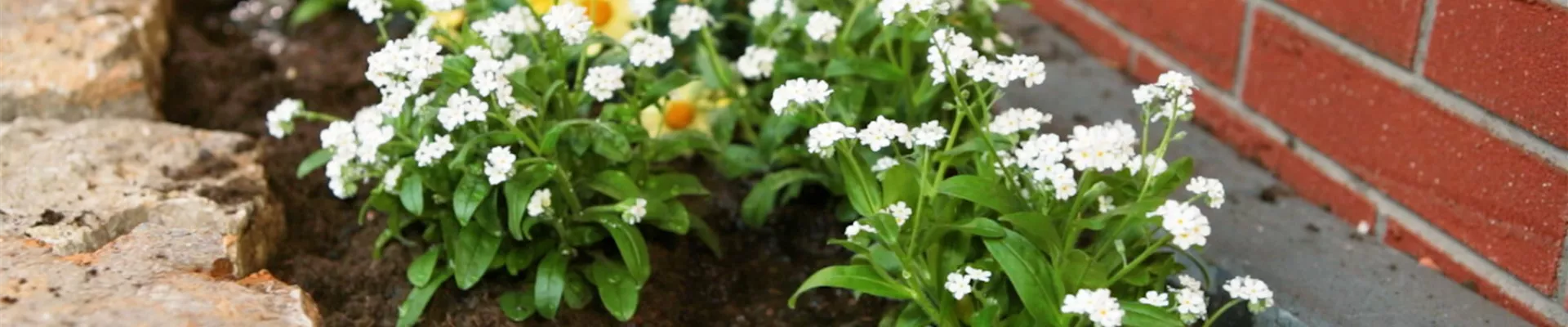 Weißes Vergissmeinicht - Einpflanzen im Garten (Thumbnail).jpg Weißes Vergissmeinicht - Einpflanzen im Garten (Thumbnail).jpg