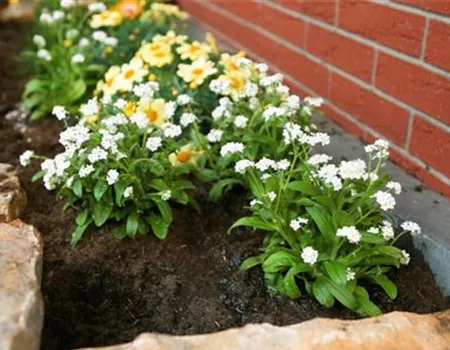 Weißes Vergissmeinnicht - Einpflanzen im Garten Weißes Vergissmeinnicht - Einpflanzen im Garten