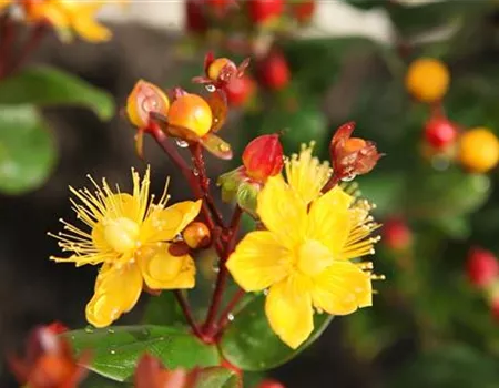 Johanniskraut - Einpflanzen im Garten Johanniskraut - Einpflanzen im Garten