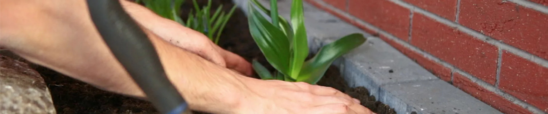 Milchstern - Einpflanzen in den Garten (Thumbnail).jpg Milchstern - Einpflanzen in den Garten (Thumbnail).jpg