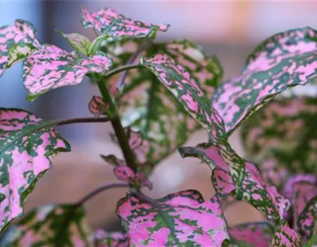 Punktblatt - Einpflanzen im Garten Punktblatt - Einpflanzen im Garten