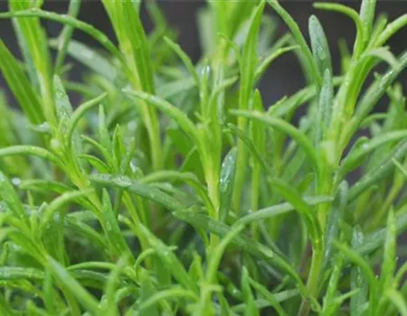 Lavendel - Einpflanzen im Garten Lavendel - Einpflanzen im Garten