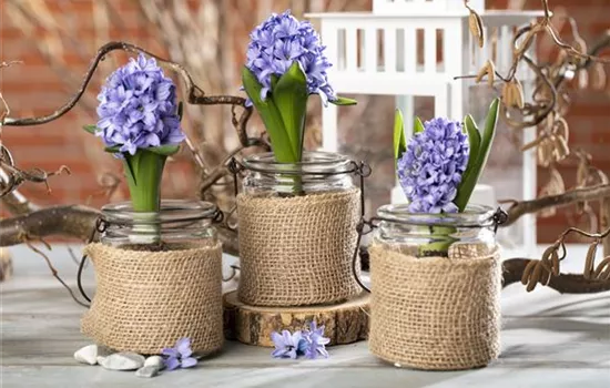 Blumenzwiebeln im Haus – Frühling im Wohnzimmer