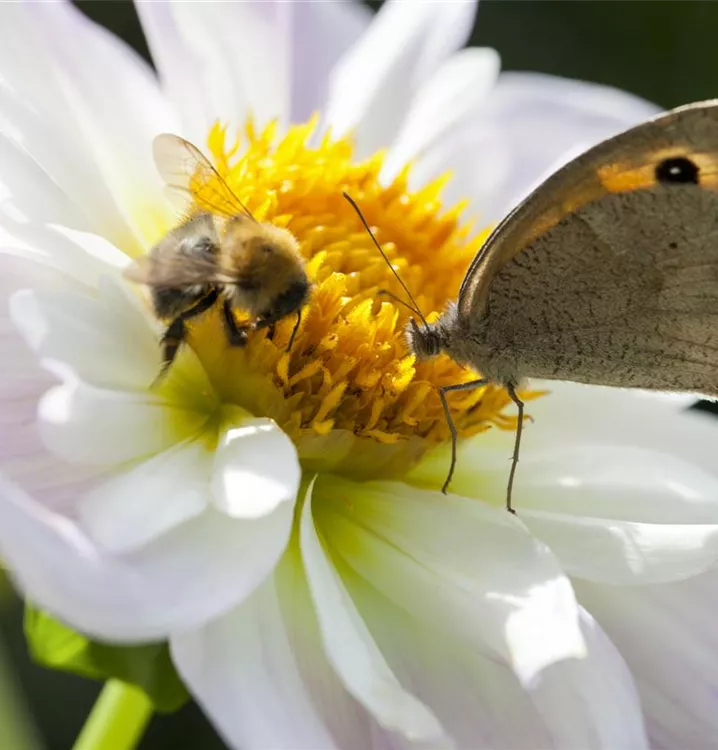 Insektenweide