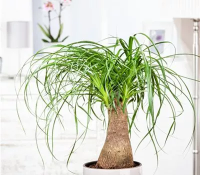 Elefantenfuß: der Dickhäuter unter den Zimmerpflanzen