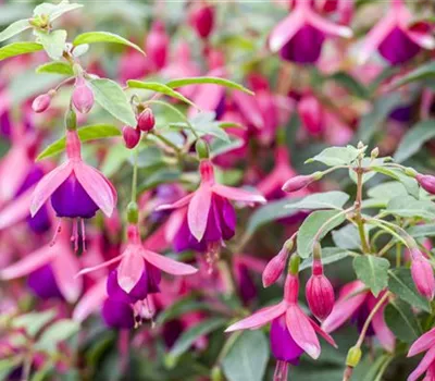 Fuchsien als Blickfang Fuchsien als Blickfang