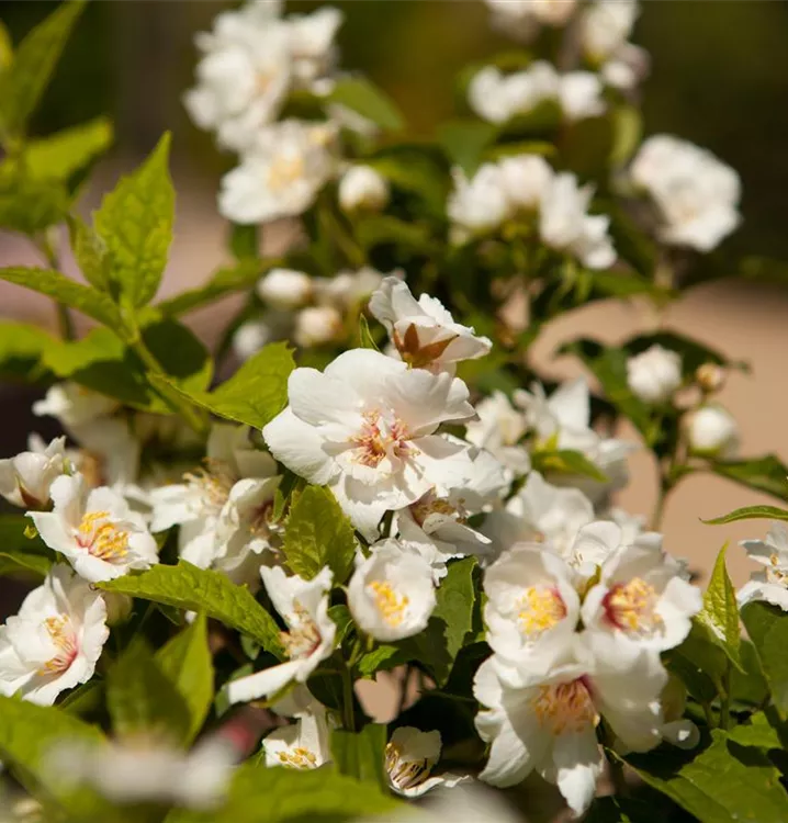 Philadelphus