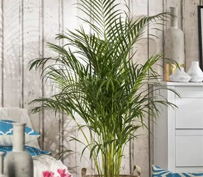 Palmen als Zimmerpflanzen