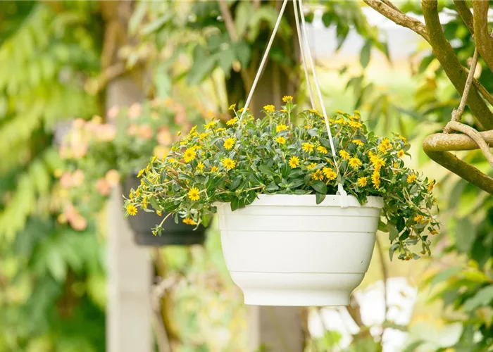 Ein Husarenknopf für den sommerlichen Balkon Ein Husarenknopf für den sommerlichen Balkon
