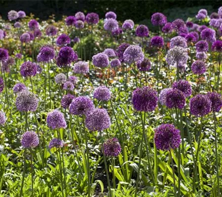 Sommerurlaub für Blumenzwiebeln und Knollen Sommerurlaub für Blumenzwiebeln und Knollen