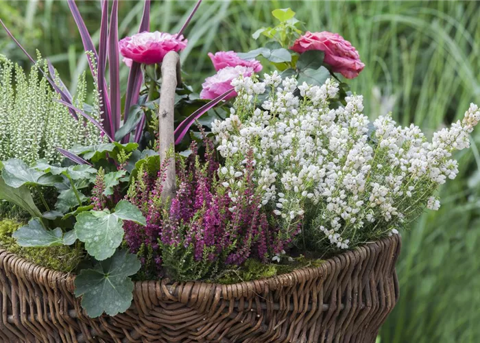 Blüten-Farben richtig kombinieren – eine Frage der Farbe Blüten-Farben richtig kombinieren – eine Frage der Farbe