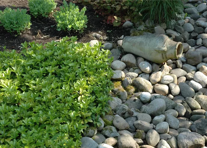 Auf dem Boden der Tatsachen – Bodendecker im Garten Auf dem Boden der Tatsachen – Bodendecker im Garten