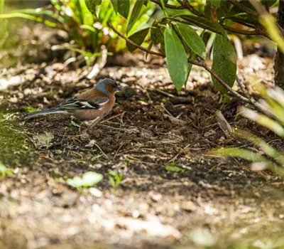 Der Garten – Heimat für Vögel und Co. Der Garten – Heimat für Vögel und Co.