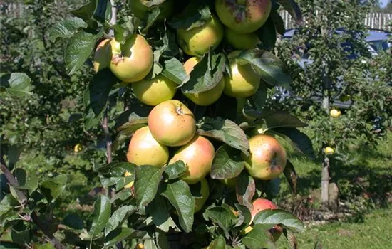 Die Streuobstwiese – Gesundheit zum Selberpflücken