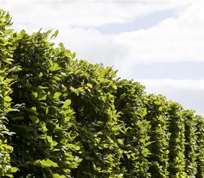 Die Hainbuche: Hecke und Vogelparadies Die Hainbuche: Hecke und Vogelparadies