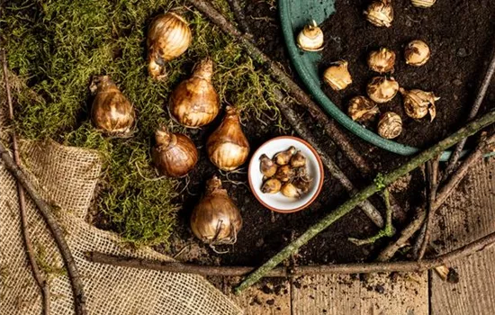 Ab in die Kiste – Blumenzwiebeln und Knollen einlagern