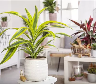 Die Pflege von Zimmerpflanzen