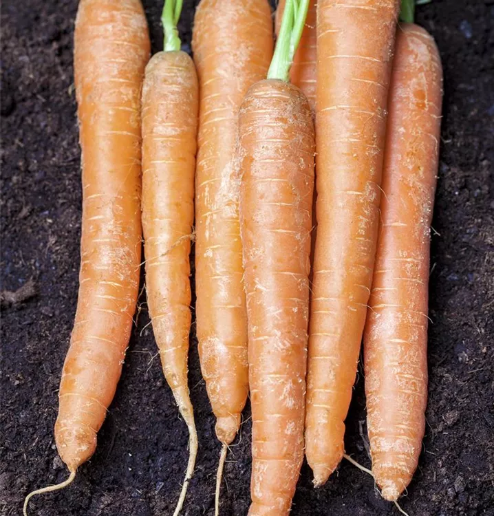 Gartenmöhre
