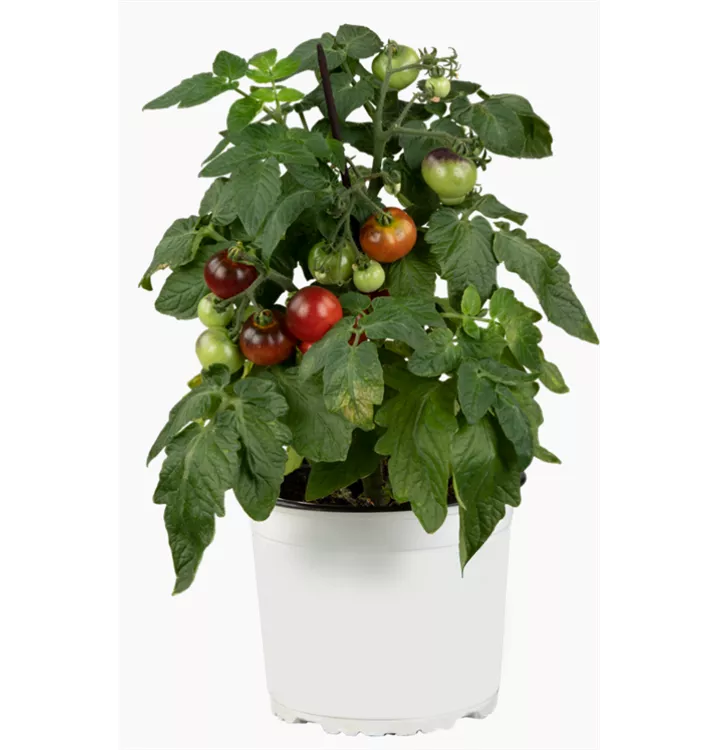 Topftomate 'Purpleboy'