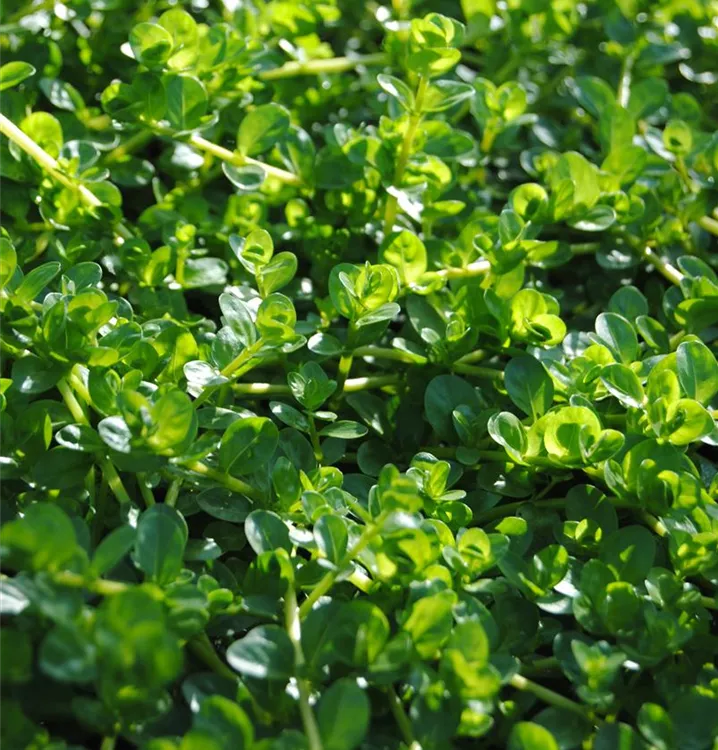 Kleinblättrige Rotala