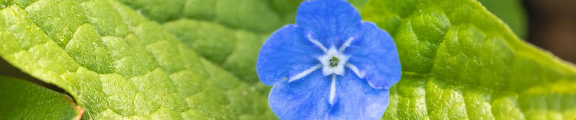 Gedenkemein - Einpflanzen im Garten (Thumbnail).jpg