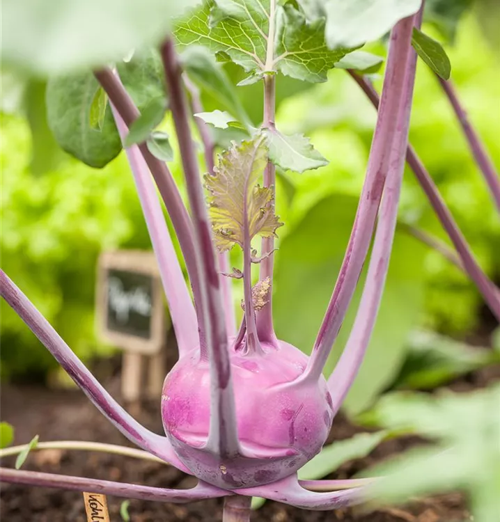 Kohlrabi