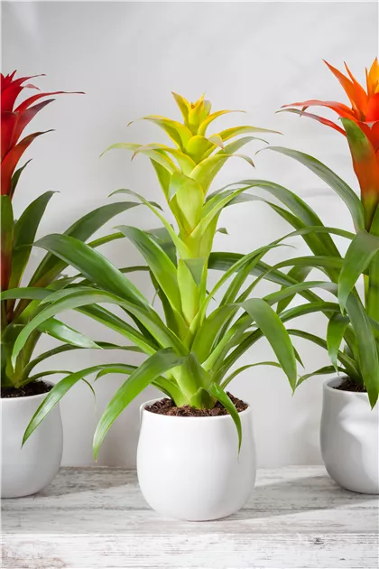 Bromelia - BAUHAUS E-Business GmbH & Co. KG