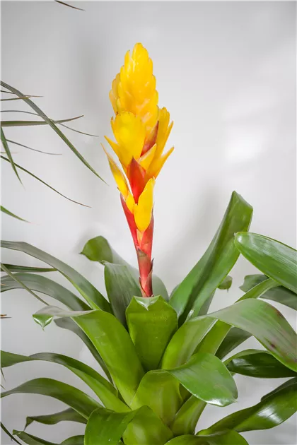 Bromelia - BAUHAUS E-Business GmbH & Co. KG