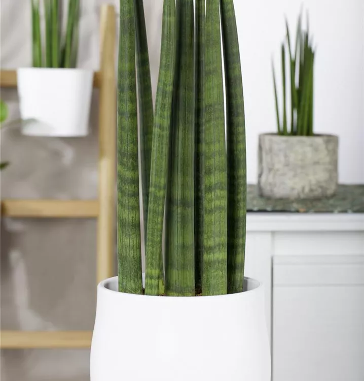 Bogenhanf 'Straight'